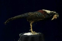 藍腹鷴藏品圖，第4張